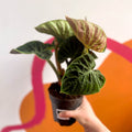 Philodendron verrucosum 'Incensi' - Sprouts of Bristol