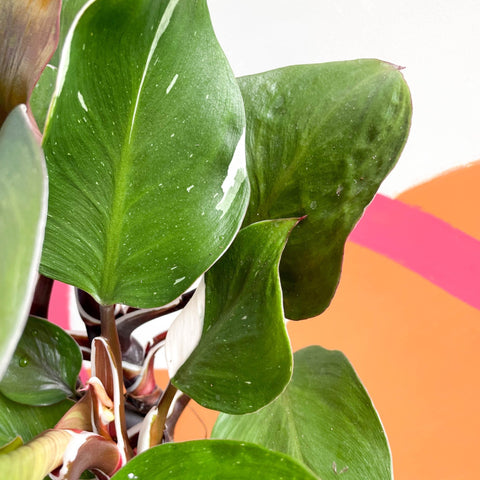 Philodendron 'White Knight' - Sprouts of Bristol