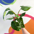 Philodendron 'White Princess' - Sprouts of Bristol