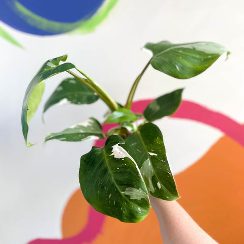 Philodendron 'White Princess' - Sprouts of Bristol