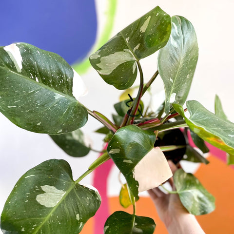Philodendron 'White Princess' - Sprouts of Bristol