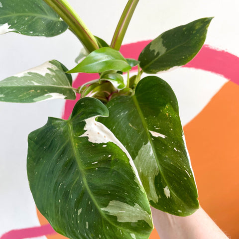 Philodendron 'White Princess' - Sprouts of Bristol