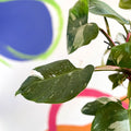 Philodendron 'White Princess' - Sprouts of Bristol