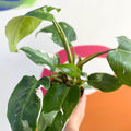 Philodendron 'White Princess' - Sprouts of Bristol