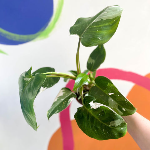 Philodendron 'White Princess' - Sprouts of Bristol