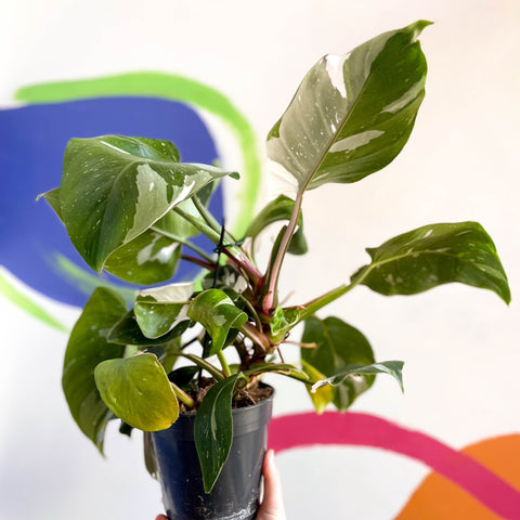 Philodendron 'White Princess' - Sprouts of Bristol