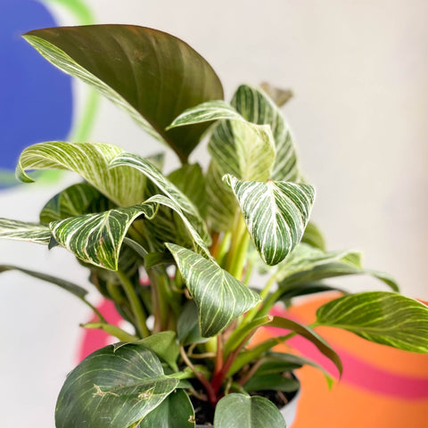 Philodendron 'White Weave' - Sprouts of Bristol