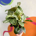 Philodendron 'White Weave' - Sprouts of Bristol