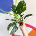 Philodendron 'White Wizard' - Sprouts of Bristol