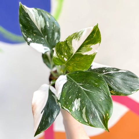 Philodendron 'White Wizard' - Sprouts of Bristol