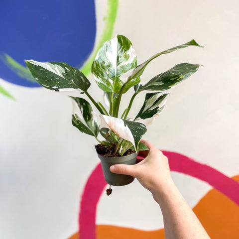 Philodendron 'White Wizard' - Sprouts of Bristol