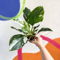 Philodendron 'White Wizard' - Sprouts of Bristol