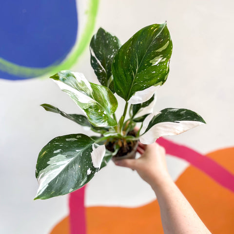 Philodendron 'White Wizard' - Sprouts of Bristol