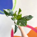 Philodendron 'White Wizard' - Sprouts of Bristol