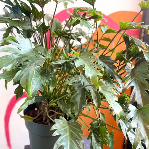Philodendron xanadu - Sprouts of Bristol