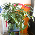 Philodendron xanadu - Sprouts of Bristol