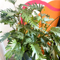 Philodendron xanadu - Sprouts of Bristol