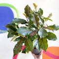 Photinia x fraseri 'Magical Volcano' - Evergreen Shrub - Sprouts of Bristol