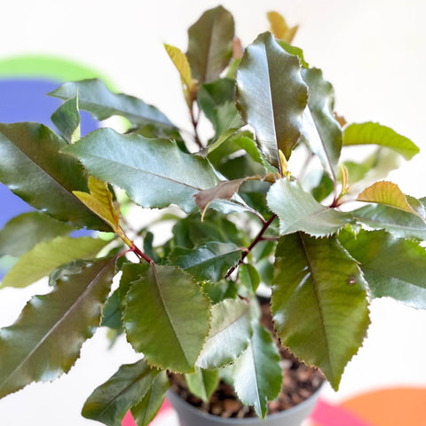 Photinia x fraseri 'Magical Volcano' - Evergreen Shrub - Sprouts of Bristol