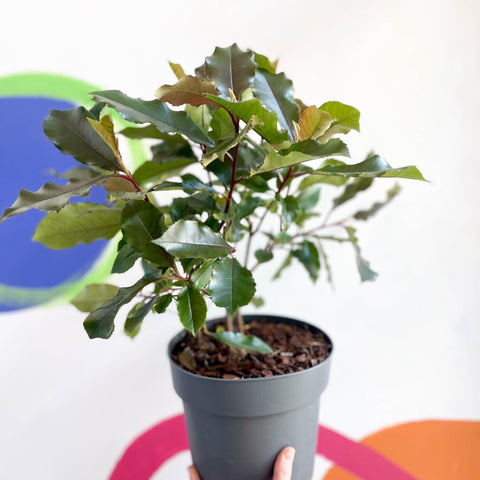 Photinia x fraseri 'Magical Volcano' - Evergreen Shrub - Sprouts of Bristol