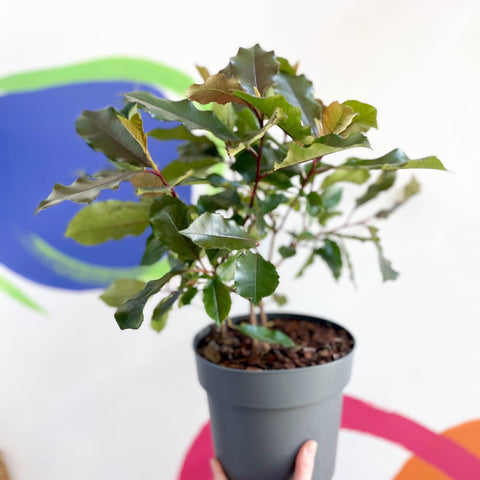 Photinia x fraseri 'Magical Volcano' - Evergreen Shrub - Sprouts of Bristol