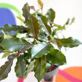Photinia x fraseri 'Magical Volcano' - Evergreen Shrub - Sprouts of Bristol
