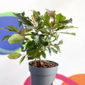 Photinia x fraseri 'Magical Volcano' - Evergreen Shrub - Sprouts of Bristol