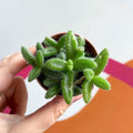 Pickle Plant - Delosperma echinatum - Sprouts of Bristol