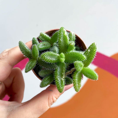 Pickle Plant - Delosperma echinatum - Sprouts of Bristol
