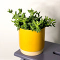 Pickle Plant - Delosperma echinatum - Sprouts of Bristol