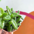 Pickle Plant - Delosperma echinatum - Sprouts of Bristol