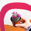 Pincushion Cactus - Mammillaria - Sprouts of Bristol