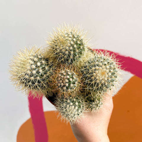 Pincushion Cactus - Mammillaria backebergiana - Sprouts of Bristol