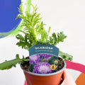 Pincushion Flower - Scabiosa columbaria 'Mariposa Blue' - British Grown Perennial - Sprouts of Bristol