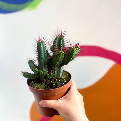 Pincushion Plant - Euphorbia enopla - Sprouts of Bristol