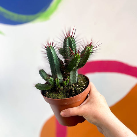 Pincushion Plant - Euphorbia enopla - Sprouts of Bristol