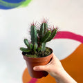 Pincushion Plant - Euphorbia enopla - Sprouts of Bristol