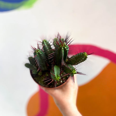 Pincushion Plant - Euphorbia enopla - Sprouts of Bristol