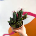 Pincushion Plant - Euphorbia enopla - Sprouts of Bristol