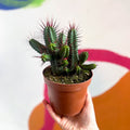 Pincushion Plant - Euphorbia enopla - Sprouts of Bristol