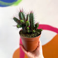 Pincushion Plant - Euphorbia enopla - Sprouts of Bristol