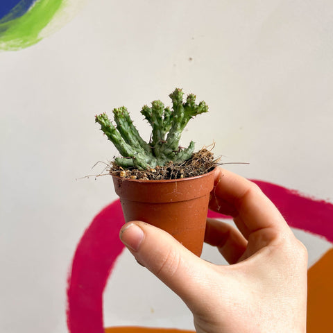 Pincushion Plant - Euphorbia enopla 'Cristata Coral' - Sprouts of Bristol