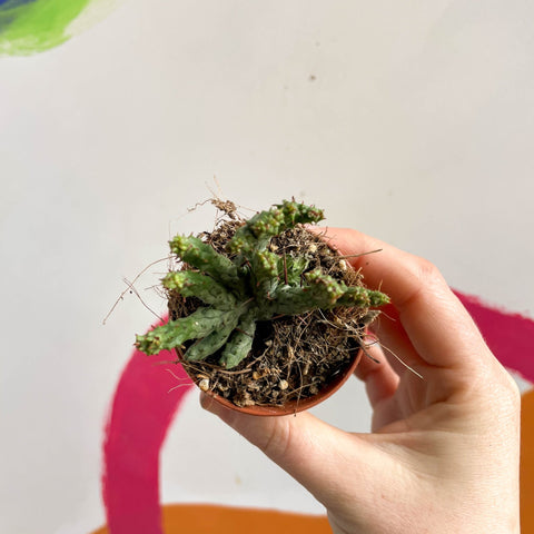 Pincushion Plant - Euphorbia enopla 'Cristata Coral' - Sprouts of Bristol