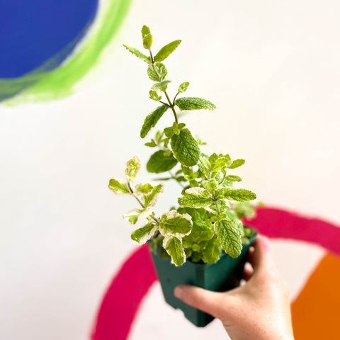 Pineapple Mint - Mentha suaveolens variegata - Cotswolds Grown Culinary Herbs - Sprouts of Bristol