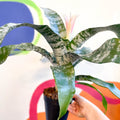 Pink Bromeliad - Aechmea fasciata ‘Primera’ - Sprouts of Bristol