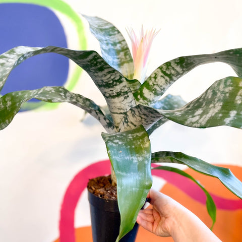 Pink Bromeliad - Aechmea fasciata ‘Primera’ - Sprouts of Bristol