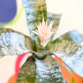 Pink Bromeliad - Aechmea fasciata ‘Primera’ - Sprouts of Bristol