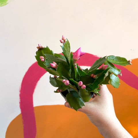 Pink Christmas Cactus - Schlumbergera - Sprouts of Bristol