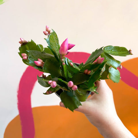 Pink Christmas Cactus - Schlumbergera - Sprouts of Bristol