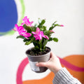 Pink Christmas Cactus - Schlumbergera truncata 'Exotic Dancer' - British Grown - Sprouts of Bristol